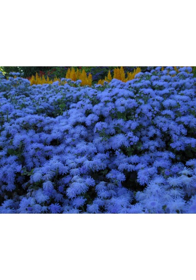 200+ Mavi Ageratum Blue Mink Tohumu N112391