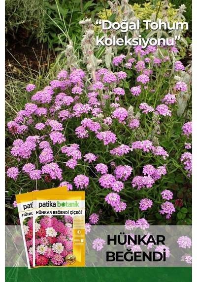 100 Adet Hünkar Beğendi Çiçeği Tohumu İberis Umbellata