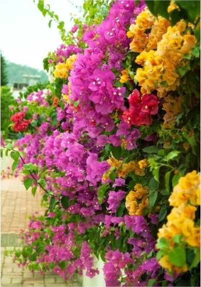Bougainvillea Begonvil Fidanı, 40-60 Cm, Saksıda