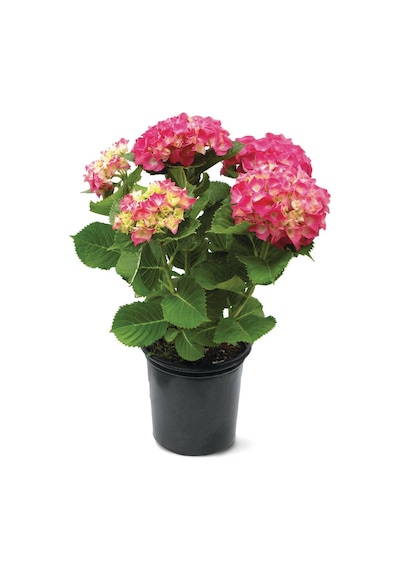 Ortanca – Hydrangea Macrophylla 20-40cm -Pembe