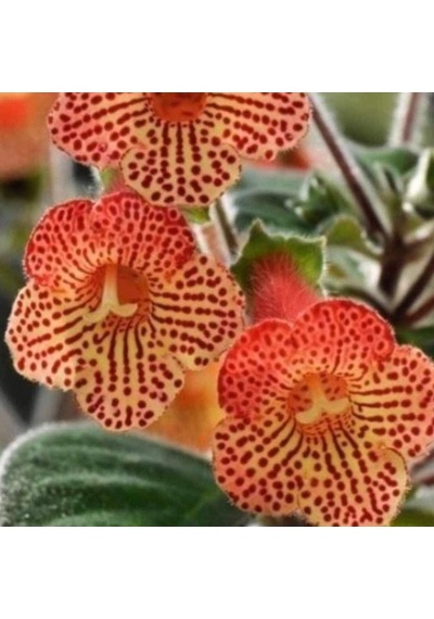 Özel Tür Citronella Kohleria Japon Küpelisi Çiçeği Fidesi 1 Fide