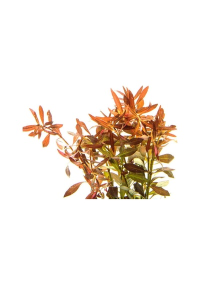 Ludwigia Brevipes 5 Dal Kolay Akvaryum Zemin Bitkisi Canlı Akvaryum Bitkisi