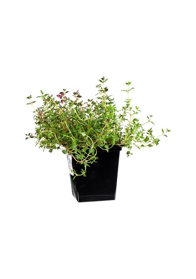 Saksı Baharat Kekik 150 G Taze Baharat - 4 Adet Tarı