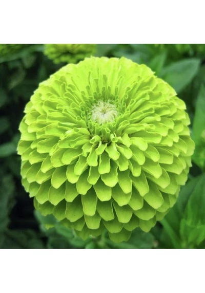 10 Adet Zinnia Elegans Tohumu
