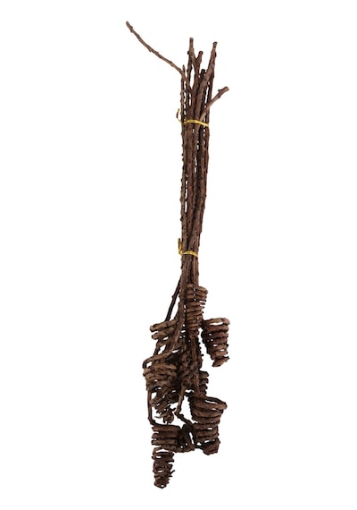 Yapay Çiçek Sitesi Kuru Çiçek Doğal Tropic Tail Cone 55 Cm 10lu Naturel
