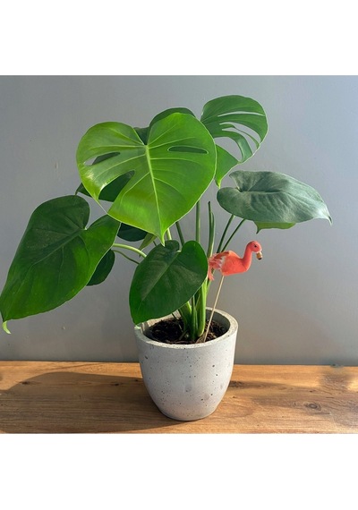 Deve Tabanı 40-50 Cm