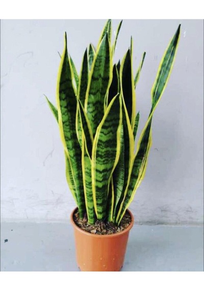 Sanseveria Kılıç Çiçeği Canlı Topraklı Bitki