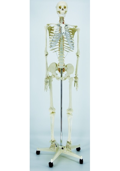ECE İnsan İskeleti Modeli 180cm Tekerlekli Kaide