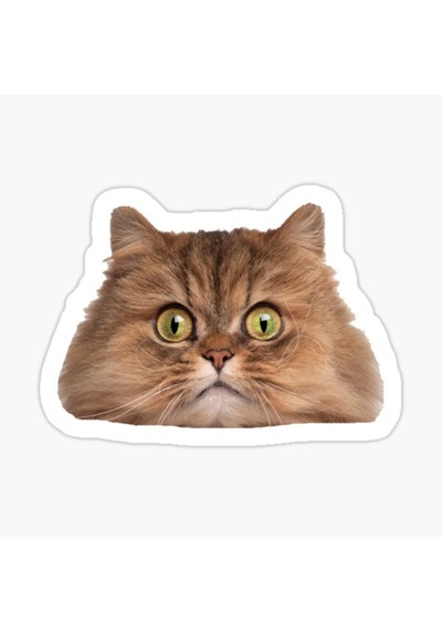 Cins Kedi Iran Kedisi Araba Oto Sticker Etiket Renkli V3