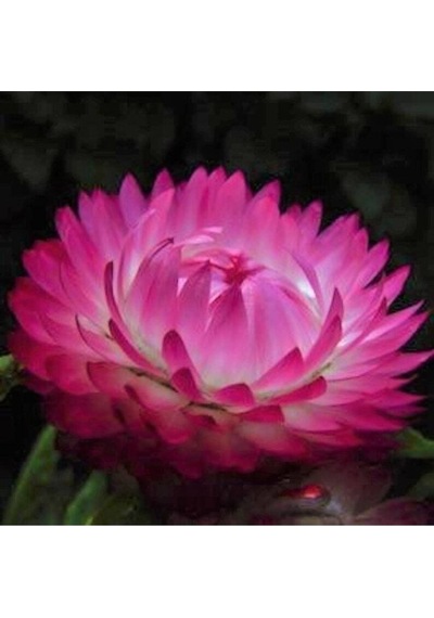 5 Adet Bright Rose Strawflower Tohumu