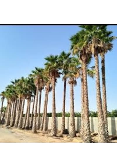 25 Adet Tohum Palmiye Ağacı Tohumu Washingtonia Filifera Süs Bitk