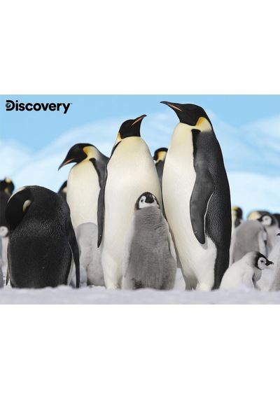 Prime 3d - Penguen Pelüş Ve Selfie 48 Parça Puzzle 15809