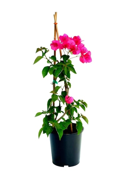 Kırmızı Begonvil Çiçeği 50-60cm /şuan Çiçeksizdir Bougainvillea