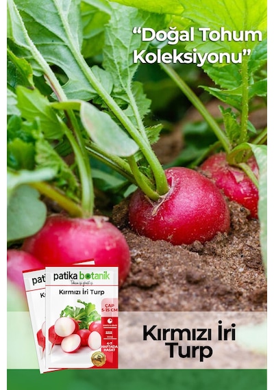 Patika Botanik 500 Adet İri Kırmızı Turp Tohumu