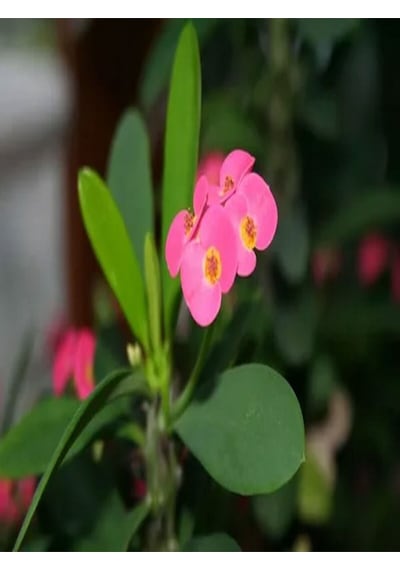 Videolu 1 Adet Pembe Renk Dikenler Tacı Çiçeği 15-35 Cm Saksılı Çiçekli Bodur Bitki Euphorbia Milii