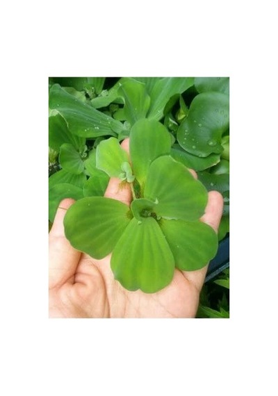 Su Marulu Su Üstü Bitkisi Suyu Filtreler, Temizler Pistia 1 Adet 7-10 Cm Akvaryum Bitkisi
