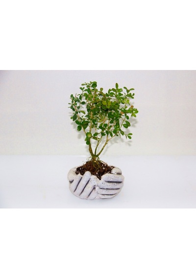 Dekoratif Avuç Saksıda Bonsai Buxus 3 Adet