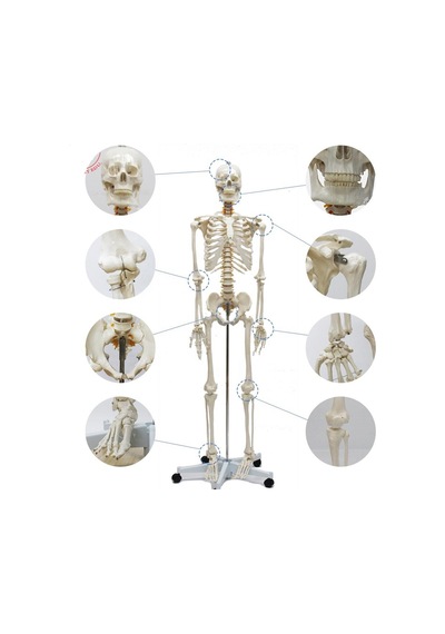 Tam İskelet Maketi 170 cm Model 10
