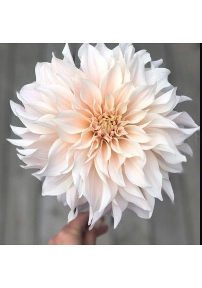 Dev Çiçekli Cafe Au Light Dahlia Yıldız Çiçeği Soğanı Yumrusu 1 Adet