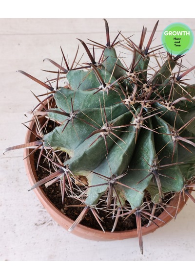 Ferocactus Peninsulae 1 Adet