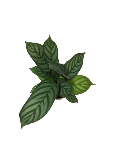 Calathea Majestica 'Exotica' (Dua Çiçeği) Ø12 CM Y30-35 CM