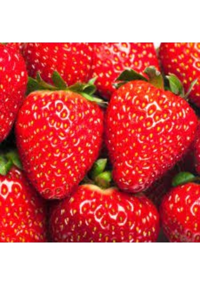 Rüzgarbotanik Rubygem Çilek Fidesi  10Adet