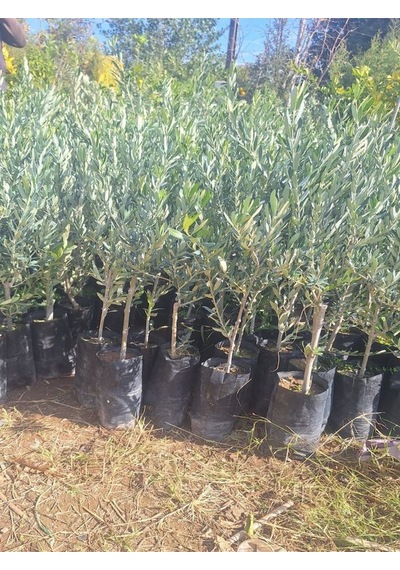 Bol Verimli Sofralık Zeytin Fidanı 10 Adet Tüplü 50-70cm Dış Mekan Ağaç