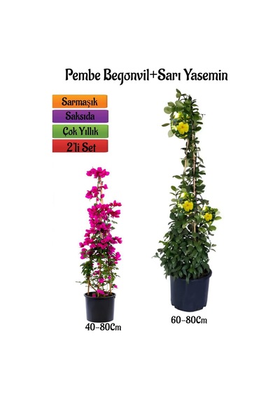 Çok Avantajlı Pembe Begonvil Çiçeği Fidanı+sarı Yasemin Fidanı 2'li Bahçe Peyzaj Seti