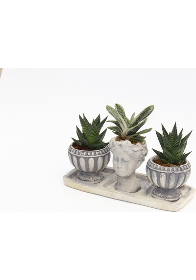 TRİO HELEN GRİ SUKULENT SETİ - Haworthia Limifolia, Gasteria