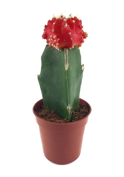 Gymnocalycium Mihanovichii 'Red' (Kaktüs) Ø5,5 CM Y0-10 CM