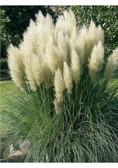 Beyaz Pampas Saz Çiçeği Fidanı 1 Adet Saksılı 60-80 Cm Bahçe Bitkisi Pampas