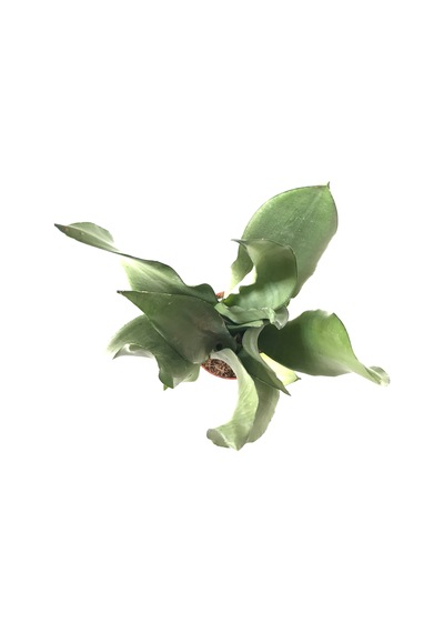 Sansevieria Trifasciata 'Moonshine' (Paşa Kılıcı) Ø8,5 CM H20-25 CM