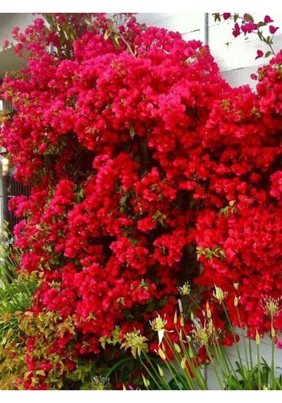 Videolu Kırmızı Begonvil Çiçeği 50-60cm 1 Adet Saksılı Çiçekli Bahçe Bitkisi Bougainvillea