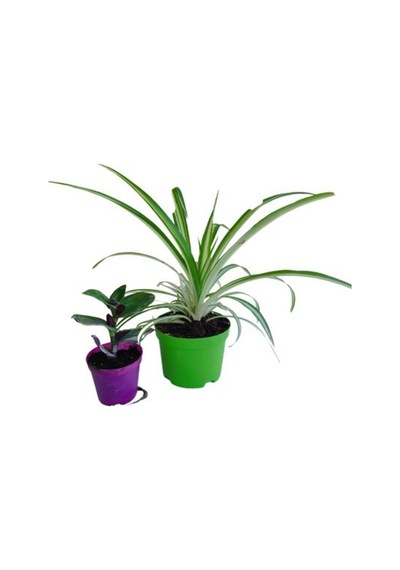2'li Mini Set 1 Adet Telgarf+1 Adet Kurdele Çiçeği 5-10 Cm İç/dış Mekan Bitkileri
