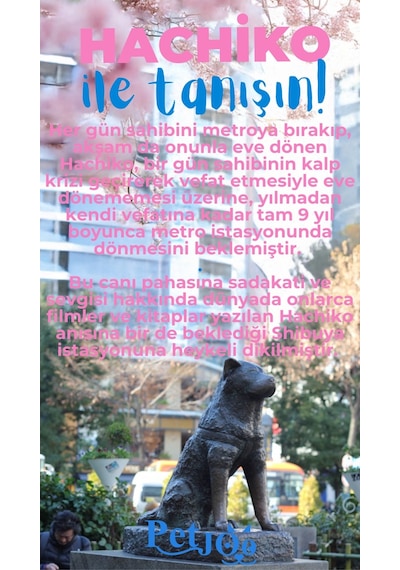Petjoo 19.Hachiko Mavi-Pembe Qr'lı Köpek Künyesi