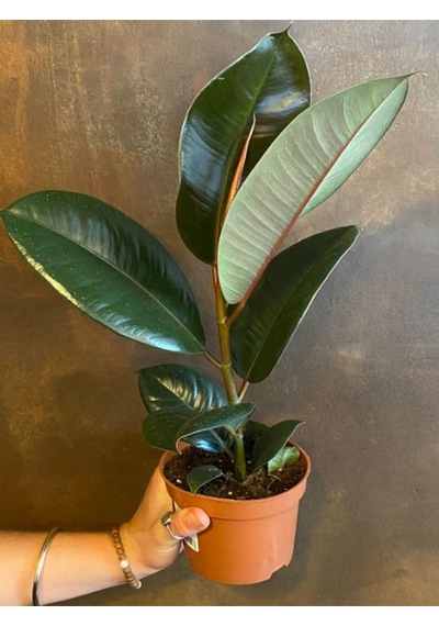 Mini Boy Kauçuk Fidanı 1 Adet Saksılı 20-45cm Salon Ofis Çiçeği Ficus Elastica