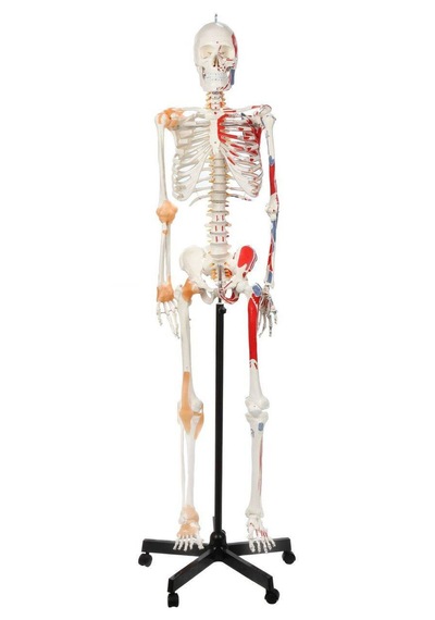 Gerçek Boyutlarında İnsan İskeleti Modeli - Sinir Ve Bağ Dokulu, 180 Cm - İskelet Maketi 01