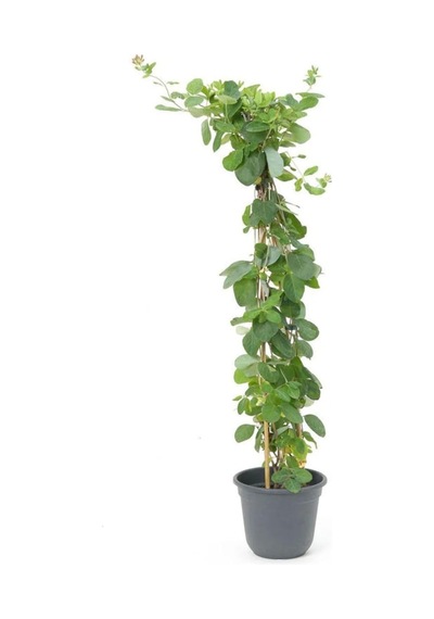 Yoğun Kokulu Hanımeli Çiçeği 50-70cm 1 Adet Saksılı Diğer