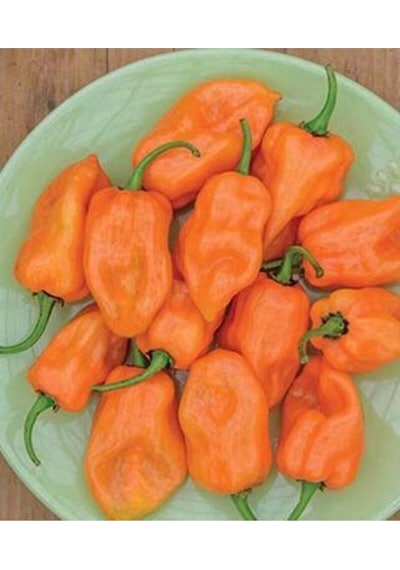 Nadir Ithal Çok Acı Habanero Biber Tohumu 5 Tohum Biber Tohumu