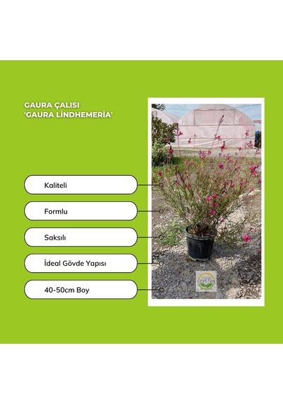 10 Adet Gaura Çalısı Paketi 'gaura Lindhemeria'