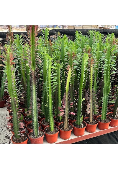 50 Cm Ve Üzeri Boyda Sınırlı Sayıda 10.5lik Saksıda, Euphorbia Trigona Red - Afrika Süt Ağacı Kaktüsü