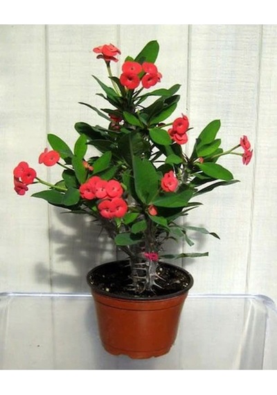 Videolu Kırmızı 1 Adet Milli Dikenler Tacı Çiçeği 15-30cm Saksılı Euphorbia