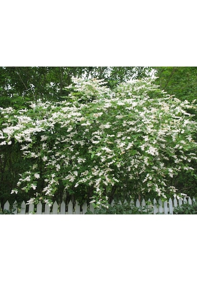 Ligustrum Sinense 5 Adet 100-120 Cm Çiçek Açan Çit Bitkisi