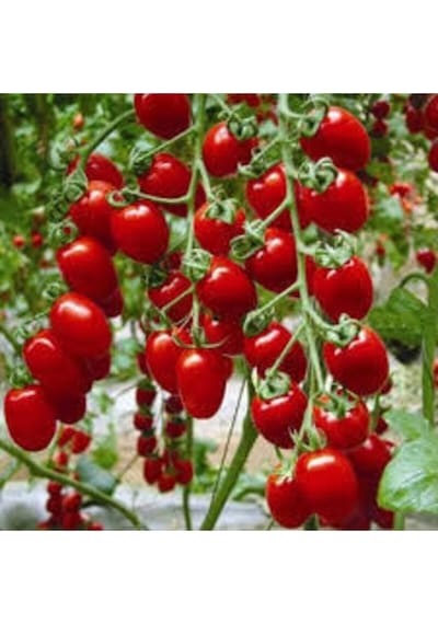 50 Adet Tohum Süper Paket Cherry Domates Tohumu Saksılık Sürpriz Hediye Tohumludur..