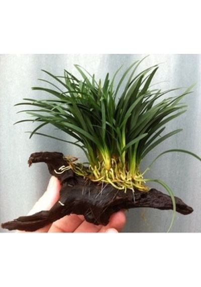 Ophiopogon Japonicus Nana 3 Kök