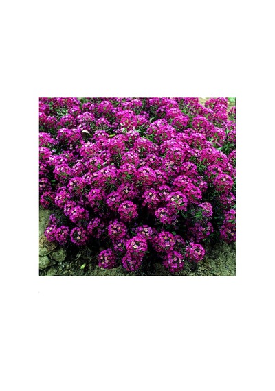 Alyssum Pembe Çiçekli Kokulu Çiçekler500+Tohum N114586