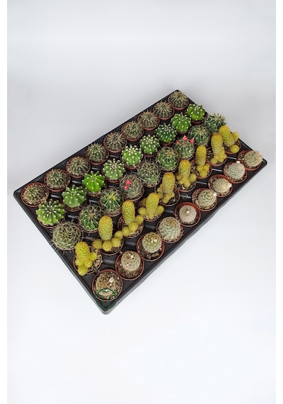 45 Adet Özel Tür Kaktüs 9 Arlı Set #2 Toptan 5.5 Cm Saksıda