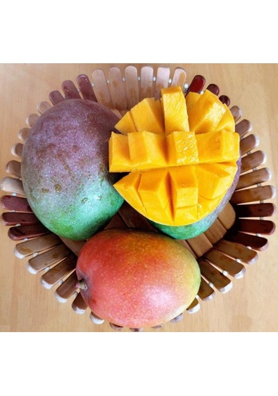 3 Yaş Aşılı Keitt Mango Fidanı.Torbada