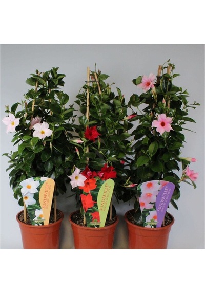 Mandevilla Sarmaşığı 3'lü Set 50-60cm