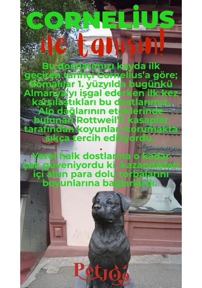 Petjoo 20.Cornelius Kırmızı-Yeşil Qr'lı Köpek Künyesi
